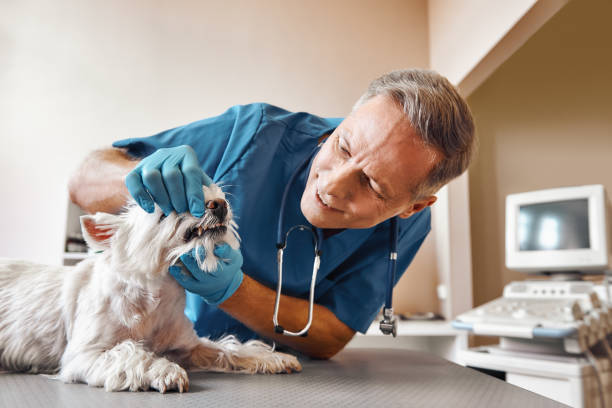  Canton, OH Emergency Dentist Pros
